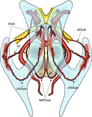 Embryology and Variations of the Posterior Choroidal Artery