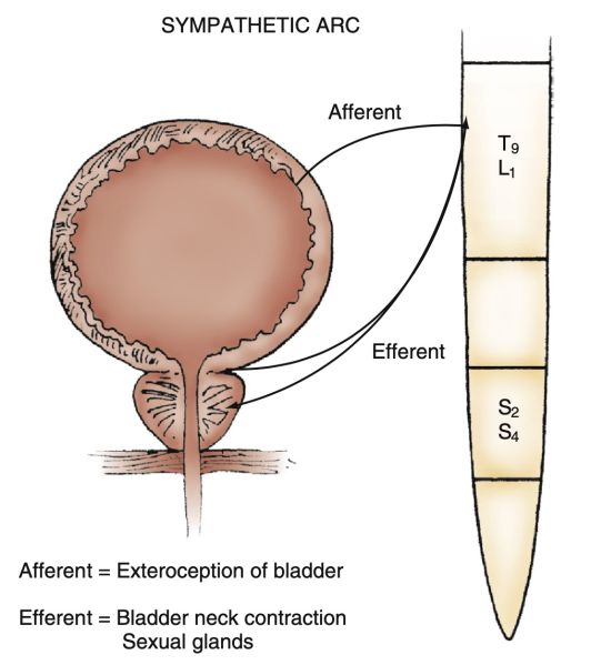 File:Sympathetic innervation of the bladder.jpg