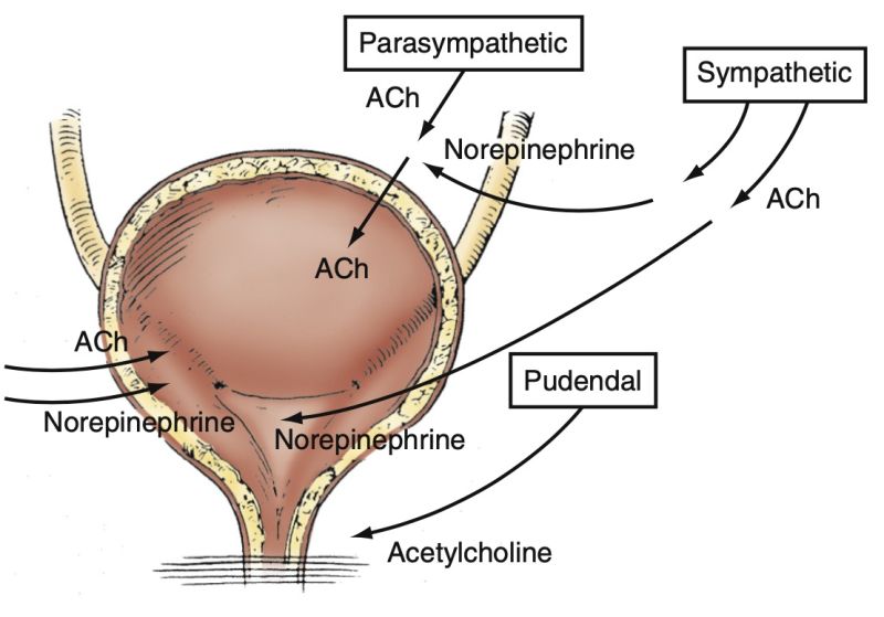 File:Autonomic and somatic innervation of the lower urinary tract.jpg