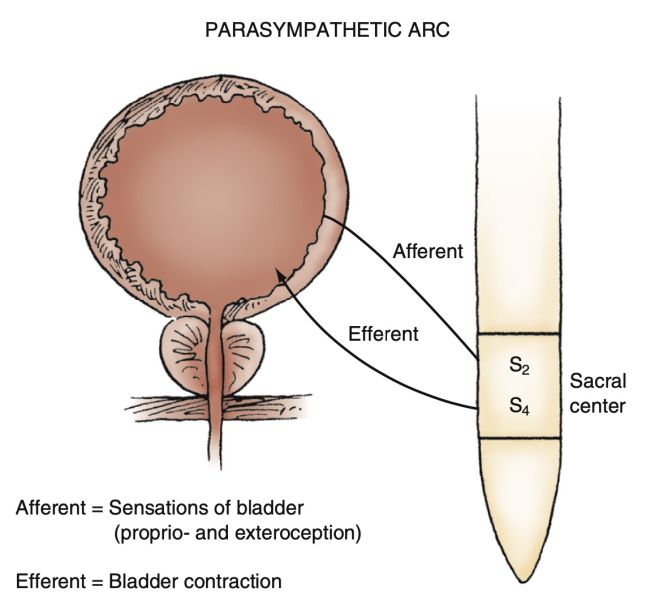 File:Parasympathetic innervation of the bladder.jpg